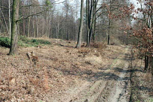 Stavenice, 5.4.2005
Okraj lesa mezi Doubravou a Kačení loukou. Biotop kovaříka Selatosomus cruciatus.



Klíčová slova: Moravičany Stavenice Selatosomus cruciatus