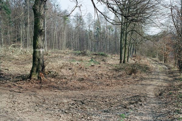 Stavenice, 5.4.2005
Okraj lesa mezi Doubravou a Kačení loukou. Biotop kovaříka Selatosomus cruciatus.
Klíčová slova: Moravičany Stavenice Selatosomus cruciatus