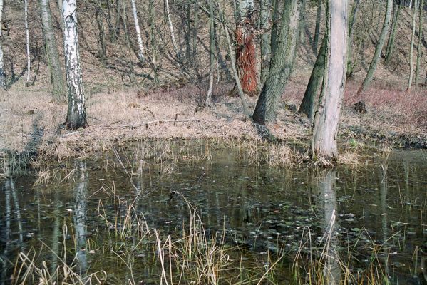 Stavenice, 5.4.2005
Periodická tůň na jižním okraji Doubravy. Biotop kovaříka Paraphotistus nigricornis.




Klíčová slova: Moravičany Stavenice Paraphotistus nigricornis