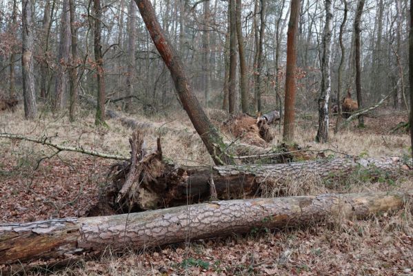 Stéblová, 1.1.2021
Polesí Obora.
Klíčová slova: Stéblová polesí Obora