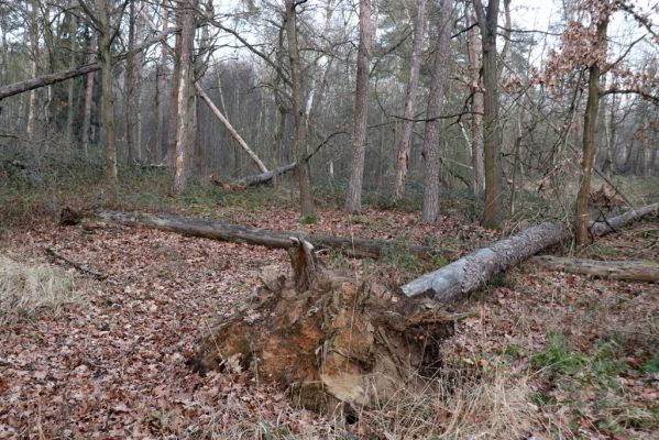 Stéblová, 1.1.2021
Polesí Obora.
Klíčová slova: Stéblová polesí Obora