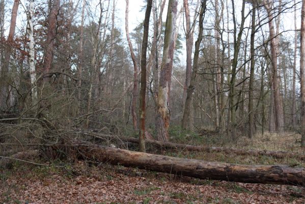 Stéblová, 1.1.2021
Polesí Obora.
Klíčová slova: Stéblová polesí Obora