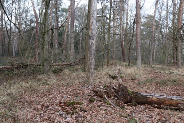 Stéblová, 1.1.2021
Polesí Obora.
Klíčová slova: Stéblová polesí Obora