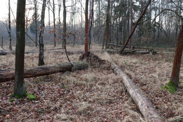 Stéblová, 1.1.2021
Polesí Obora.
Klíčová slova: Stéblová polesí Obora