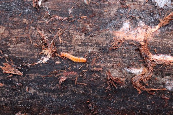 Stéblová, 1.1.2021
Polesí Obora. Larva Cucujus cinnaberinus.
Schlüsselwörter: Stéblová polesí Obora Cucujus cinnaberinus
