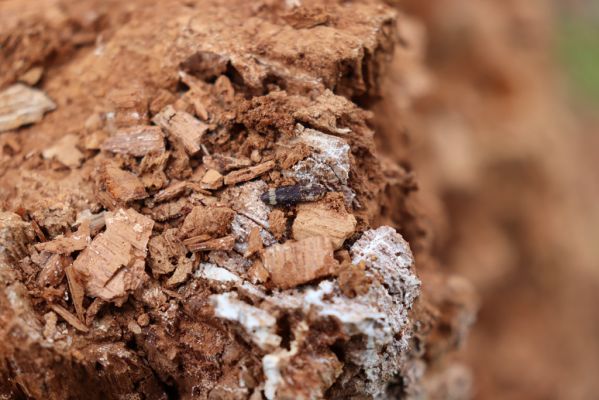 Stéblová, 20.4.2022
Kovařík Lacon querceus v trouchnivém pahýlu rozlomeného kmene dubu.
Keywords: Stéblová Oplatil II Rajská strouha Lacon querceus