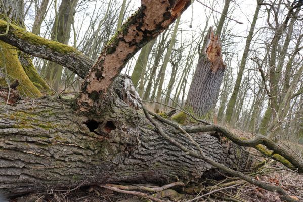 Stéblová, 29.3.2021
Písník Oplatil II. - lužní les u Rajské strouhy.
Klíčová slova: Stéblová Rajská strouha Lacon querceus Ampedus cardinalis Procraerus tibialis