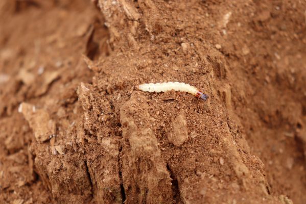 Stéblová, 29.3.2021
Písník Oplatil II. Larva kovaříka Lacon querceus v trouchnivém dřevě pahýlu rozlomeného dubu v lužním lese u Rajské strouhy.
Schlüsselwörter: Stéblová Rajská strouha Lacon querceus