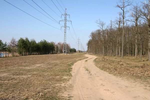 Stéblová, 30.3.2010
Písčité plochy pod elektrovody u písníku Oplatil.
Klíčová slova: Stéblová Oplatil