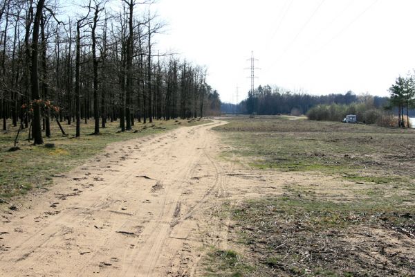 Stéblová, 30.3.2010
Písčité plochy pod elektrovody u písníku Oplatil.
Mots-clés: Stéblová Oplatil