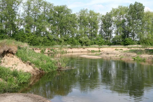 Štěnkov - Petrovičky, 12.5.2009
Meandry řeky Orlice.
Klíčová slova: Dolní Poorličí Štěnkov Petrovičky Orlice