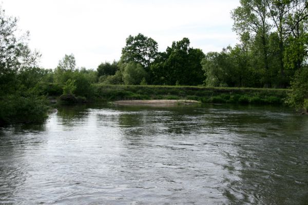 Štěnkov - Petrovičky, 12.5.2009
Meandry řeky Orlice.
Klíčová slova: Dolní Poorličí Štěnkov Petrovičky Orlice