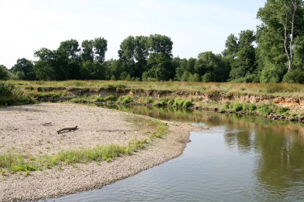 Štěnkov - Petrovičky. řeka Orlice, 14.8.2008
Meandry Orlice mezi Štěnkovem a Petrovičkami.
Mots-clés: Dolní Poorličí Štěnkov Petrovičky Orlice