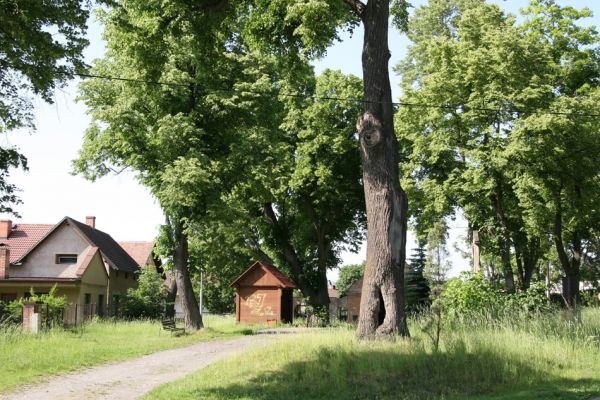 Třebechovice pod Orebem, Štěnkov, 26.5.2009
Lípa na návsi s výletovými otvory krasců lipových. 
Klíčová slova: Třebechovice pod Orebem Štěnkov Lamprodila rutilans krasec lipový Eucnemis capucina