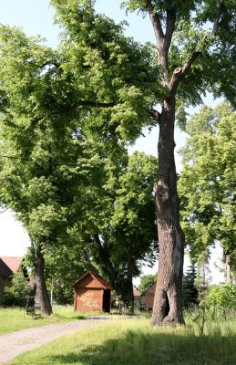 Třebechovice pod Orebem, Štěnkov, 26.5.2009
Lípa na návsi s výletovými otvory krasců lipových.
Klíčová slova: Třebechovice pod Orebem Štěnkov Lamprodila rutilans krasec lipový Eucnemis capucina