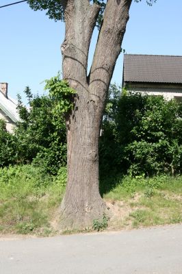 Třebechovice pod Orebem, Štěnkov, 26.5.2009
Lípa na návsi s výletovými otvory krasců lipových.
Klíčová slova: Třebechovice pod Orebem Štěnkov Lamprodila rutilans krasec lipový