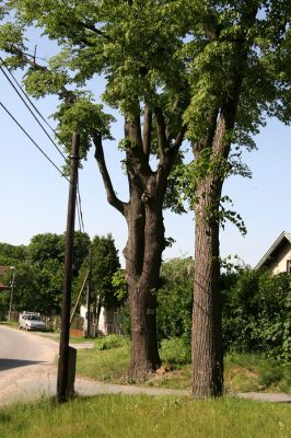 Třebechovice pod Orebem, Štěnkov, 26.5.2009
Lípy na návsi s výletovými otvory krasců lipových.
Klíčová slova: Třebechovice pod Orebem Štěnkov Lamprodila rutilans krasec lipový