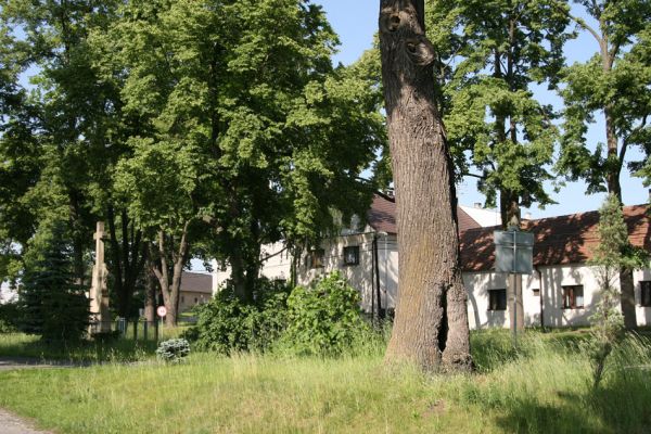 Třebechovice pod Orebem, Štěnkov, 26.5.2009
Lípa na návsi s výletovými otvory krasců lipových.
Keywords: Třebechovice pod Orebem Štěnkov Lamprodila rutilans krasec lipový Eucnemis capucina