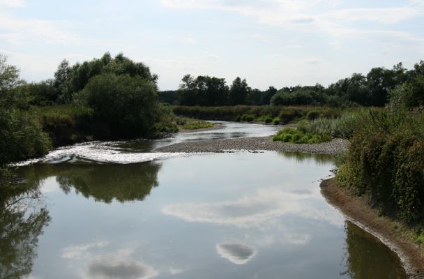 Štěpánovsko, řeka Orlice, 14.8.2008
Meandry Orlice mezi Týništěm nad Orlicí a Štěpánovskem.
Keywords: Dolní Poorličí Týniště nad Orlicí Štěpánovsko Orlice Negastrius pulchellus sabulicola Zorochros dermestoides quadriguttatus