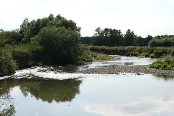 Štěpánovsko, řeka Orlice, 14.8.2008
Meandry Orlice mezi Týništěm nad Orlicí a Štěpánovskem.
Klíčová slova: Dolní Poorličí Týniště nad Orlicí Štěpánovsko Orlice Negastrius pulchellus sabulicola Zorochros dermestoides quadriguttatus