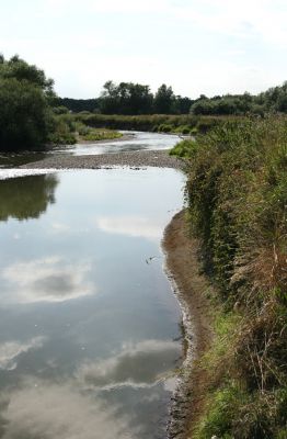 Štěpánovsko, řeka Orlice, 14.8.2008
Meandry Orlice mezi Týništěm nad Orlicí a Štěpánovskem.
Klíčová slova: Dolní Poorličí Týniště nad Orlicí Štěpánovsko Orlice Negastrius pulchellus sabulicola Zorochros dermestoides quadriguttatus