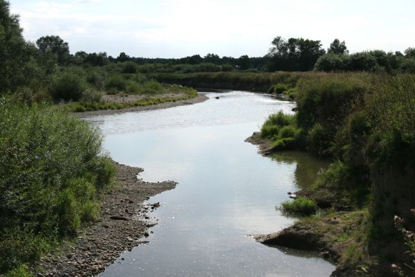 Štěpánovsko, řeka Orlice, 14.8.2008
Meandry Orlice mezi Týništěm nad Orlicí a Štěpánovskem.
Klíčová slova: Dolní Poorličí Týniště nad Orlicí Štěpánovsko Orlice Negastrius pulchellus sabulicola Zorochros dermestoides quadriguttatus