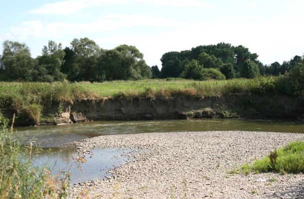 Štěpánovsko, řeka Orlice, 14.8.2008
Meandry Orlice mezi Týništěm nad Orlicí a Štěpánovskem.
Mots-clés: Dolní Poorličí Týniště nad Orlicí Štěpánovsko Orlice