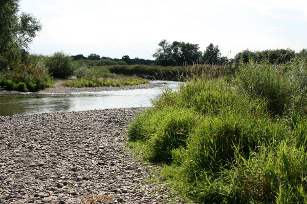 Štěpánovsko, řeka Orlice, 14.8.2008
Meandry Orlice mezi Týništěm nad Orlicí a Štěpánovskem.
Schlüsselwörter: Dolní Poorličí Týniště nad Orlicí Štěpánovsko Orlice Negastrius pulchellus sabulicola Zorochros dermestoides quadriguttatus