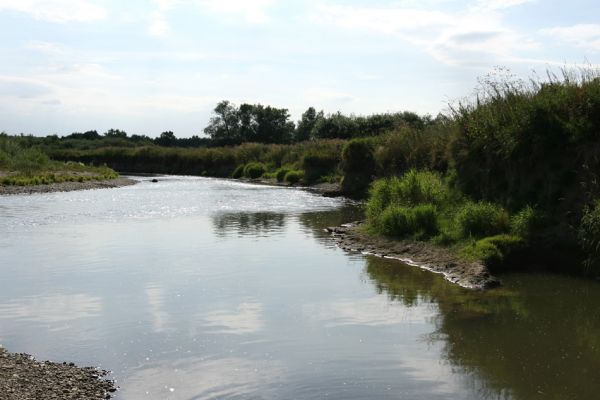 Štěpánovsko, řeka Orlice, 14.8.2008
Meandry Orlice mezi Týništěm nad Orlicí a Štěpánovskem.
Schlüsselwörter: Dolní Poorličí Týniště nad Orlicí Štěpánovsko Orlice Negastrius pulchellus sabulicola Zorochros dermestoides quadriguttatus