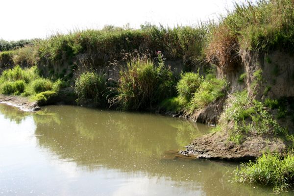 Štěpánovsko, řeka Orlice, 14.8.2008
Meandry Orlice mezi Týništěm nad Orlicí a Štěpánovskem. 
Klíčová slova: Dolní Poorličí Týniště nad Orlicí Štěpánovsko Orlice