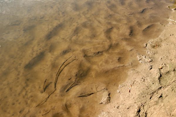 Štěpánovsko, řeka Orlice, 14.8.2008
Meandry Orlice mezi Týništěm nad Orlicí a Štěpánovskem.
Klíčová slova: Dolní Poorličí Týniště nad Orlicí Štěpánovsko Orlice