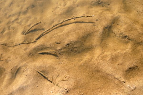 Štěpánovsko, řeka Orlice, 14.8.2008
Meandry Orlice mezi Týništěm nad Orlicí a Štěpánovskem.
Klíčová slova: Dolní Poorličí Týniště nad Orlicí Štěpánovsko Orlice