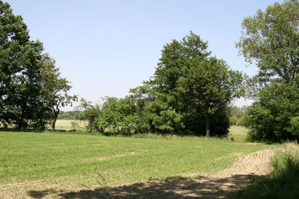 Týniště nad Orlicí, Štěpánovsko, 25.5.2009
Dvě třešně rostoucí na okraji záplavových luk, na jeichž kmenech aktivovaly dvě samičky krasců třešňových.
Mots-clés: Týniště nad Orlicí Štěpánovsko Anthaxia candens krasec třešňový