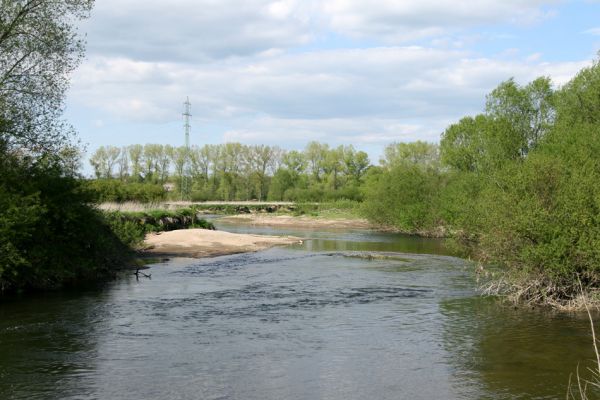 Štěpánovsko, řeka Orlice, 7.5.2008
Meandry Orlice mezi Týništěm nad Orlicí a Štěpánovskem.
Mots-clés: Dolní Poorličí Týniště nad Orlicí Štěpánovsko Orlice Negastrius pulchellus sabulicola Zorochros dermestoides quadriguttatus