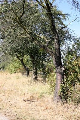 Stěžírky, 23.9.2009
Třešňová alej u pbce Stěžírky.
Klíčová slova: Stěžírky Anthaxia candens