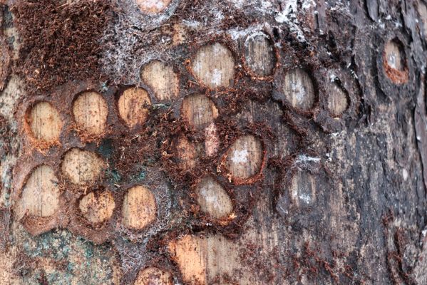 Klamoš, 10.1.2021
Štít, smíšený les. Kukelní kolébky Pytho depressus pod kůrou mrtvé borovice.
Klíčová slova: Klamoš Štít les Pytho depressus