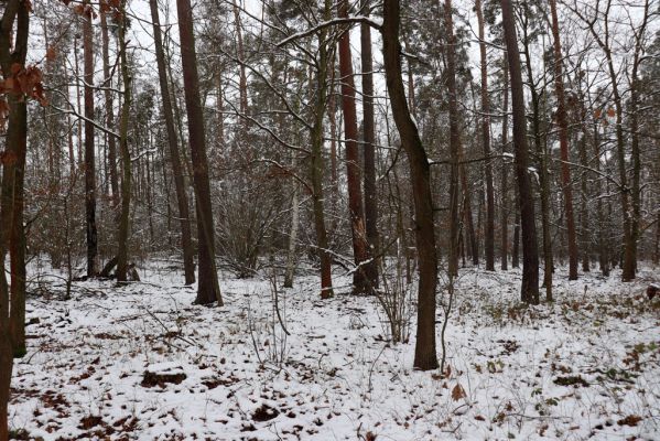 Klamoš, 10.1.2021
Štít, smíšený les. 
Klíčová slova: Klamoš Štít les