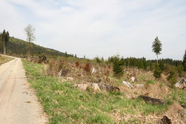 Stožec, 29.4.2011
Povalka pod Stožečkem.
Mots-clés: Stožec Šumava Stožeček Povalka