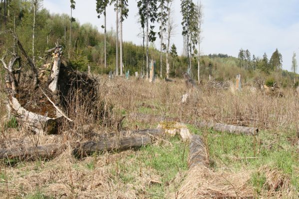 Stožec, 29.4.2011
Stožeček.
Klíčová slova: Stožec Šumava Stožeček Danosoma fasciata