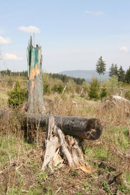 Stožec, 29.4.2011
Stožeček.
Schlüsselwörter: Stožec Šumava Stožeček