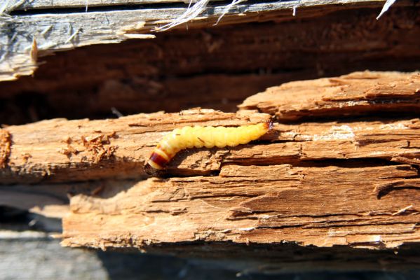 Stožec, 29.4.2011
Stožeček. Larva kovaříka Danosoma fasciata.
Schlüsselwörter: Stožec Šumava Stožeček Danosoma fasciata