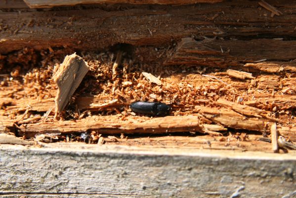 Stožec, 29.4.2011
Stožeček. Kovařík Ampedus aethiops.
Mots-clés: Stožec Šumava Stožeček Ampedus aethiops