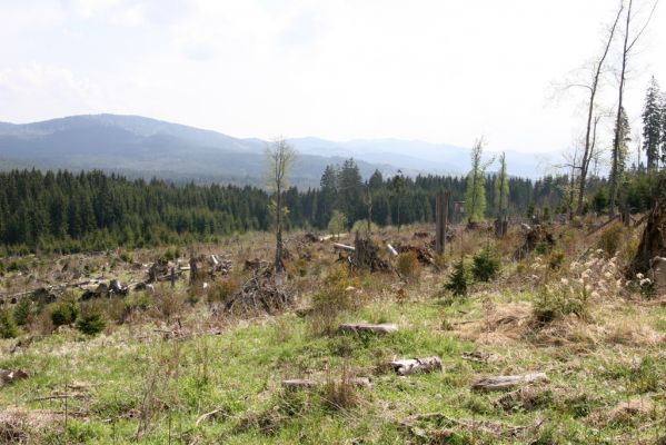 Stožec, 29.4.2011
Stožeček. Pohled ke Knížecímu stolci.
Klíčová slova: Stožec Šumava Stožeček Ampedus karpathicus aethiops nigrinus tristis Danosoma fasciata