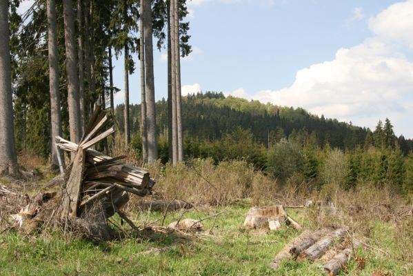 Stožec, 29.4.2011
Stožeček. Pohled na Stožec.
Klíčová slova: Stožec Šumava Stožeček Ampedus karpathicus aethiops nigrinus tristis Danosoma fasciata