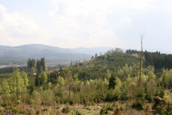 Stožec, 29.4.2011
Stožec - východní svah. Pohled na Stožeček.
Klíčová slova: Stožec Stožeček Šumava Ampedus karpathicus aethiops nigrinus tristis pomorum Danosoma fasciata