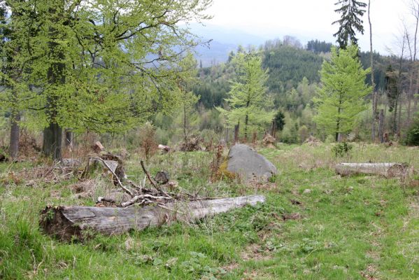 Stožec, 29.4.2011
Stožec - východní svah.
Mots-clés: Stožec Šumava vrch Stožec Ampedus aethiops nigrinus tristis pomorum