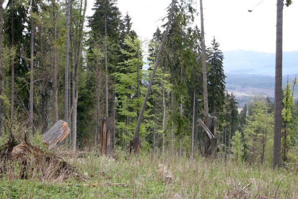 Stožec, 29.4.2011
Stožec - východní svah.
Klíčová slova: Stožec Šumava vrch Stožec Ampedus karpathicus aethiops nigrinus tristis pomorum