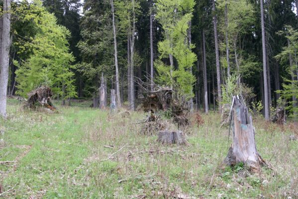 Stožec, 29.4.2011
Stožec - východní svah.
Klíčová slova: Stožec Šumava vrch Stožec Ampedus karpathicus aethiops nigrinus tristis pomorum