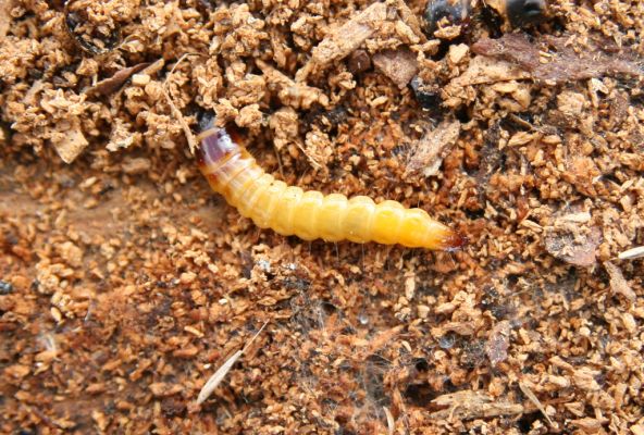 Stožec, 29.4.2011
Stožec - východní svah. Larva kovaříka Danosoma fasciata.
Schlüsselwörter: Stožec Šumava vrch Stožec Danosoma fasciata