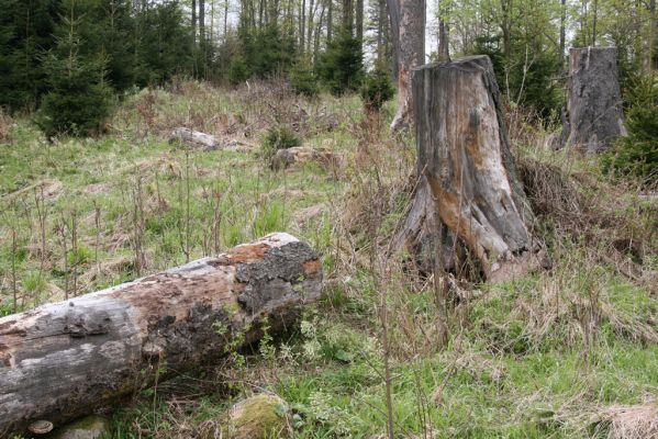 Stožec, 29.4.2011
Stožec - východní svah. 
Schlüsselwörter: Stožec Šumava vrch Stožec Ampedus karpathicus aethiops nigrinus tristis Danosoma fasciata